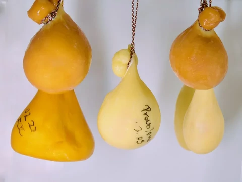 Provolone készítése