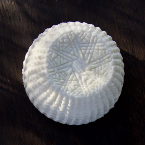 ricotta sajtforma